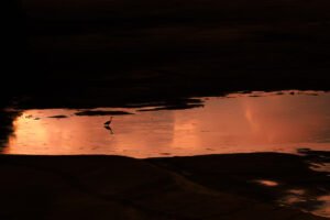 Blauwe reiger staat in een rivierbedding voor zonsopkomst in het Krugerpark, vastgelegd in zacht ochtendlicht.