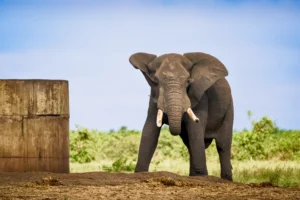 Bulolifant bij drinkplaats in Afrika, vastgelegd in fine art wildlife fotografie met natuurlijk licht en savannelandschap.