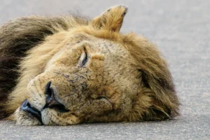Close-up portret van witte leeuw Casper in het Krugerpark, met nadruk op vachtstructuur, kracht en karakter in wildlife fotografie.