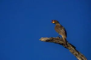 Geelsnavelossenpikker met open snavel op een tak, zingend tegen een rustige achtergrond in Afrika.