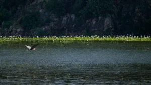 Een Reuzenreiger vliegt laag over een waterplas in het noordelijke deel van het Krugerpark, omringd door waterplanten en rotsachtige oevers.