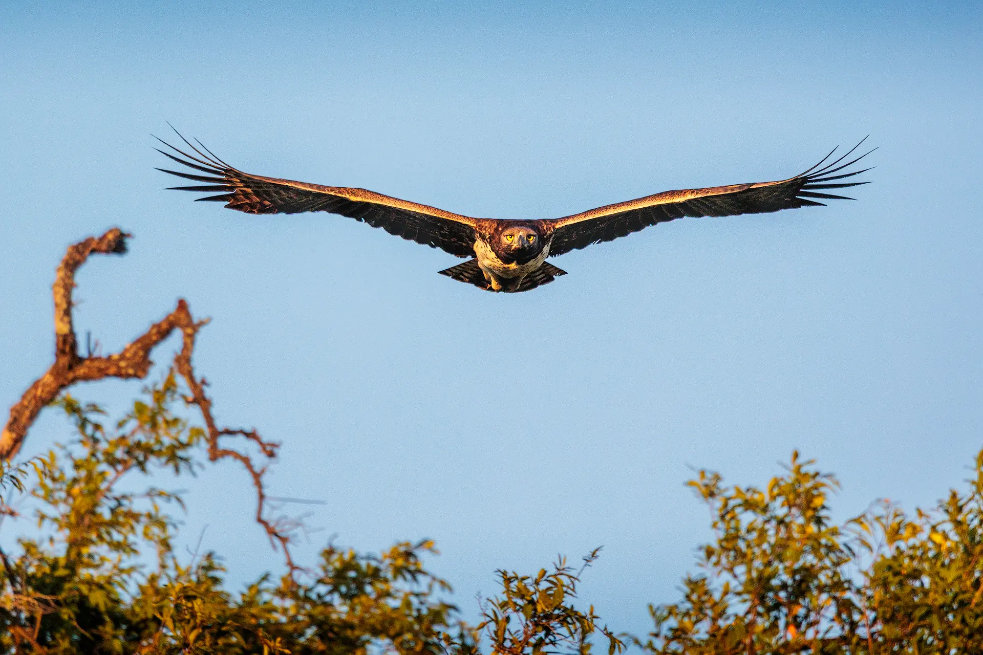 Vechtarend in vlucht met volledige vleugelspan boven Afrikaanse savanne, wildlife fotografie van Afrikaanse roofvogels.
