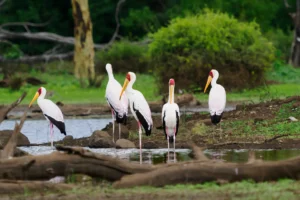 Groep Afrikaanse nimmerzatten langs het water in Makuleke, Krugerpark, rustend en foeragerend in hun natuurlijke habitat.