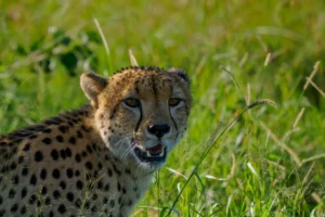 Jachtluipaard kijkt alert vanuit hoog gras, waarbij zijn kenmerkende vlekken en scherpe blik perfect opgaan in het savannelandschap.