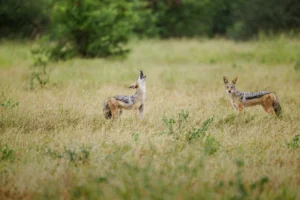 Twee jakhalzen staan alert in hoog gras op de Afrikaanse savanne, waarbij één jakhals met de kop omhoog roepend is vastgelegd in fine art wildlife fotografie.