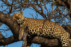 Luipaard observeert alert vanuit rustplaats met gefocuste blik.