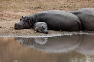 Nijlpaard met jong rustend aan de waterkant, een intiem moment tussen moeder en kalf vastgelegd in Afrikaans wild landschap.