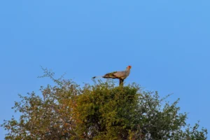 Secretarisvogel rust in boom als uitkijkpost in open savannelandschap.