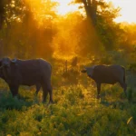 afrikaanse buffels bij zonsondergang krugerpark 1.webp