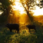 Afrikaanse buffels staan in warm tegenlicht tijdens zonsondergang in het Krugerpark, een sfeervol moment in wildlife fotografie.
