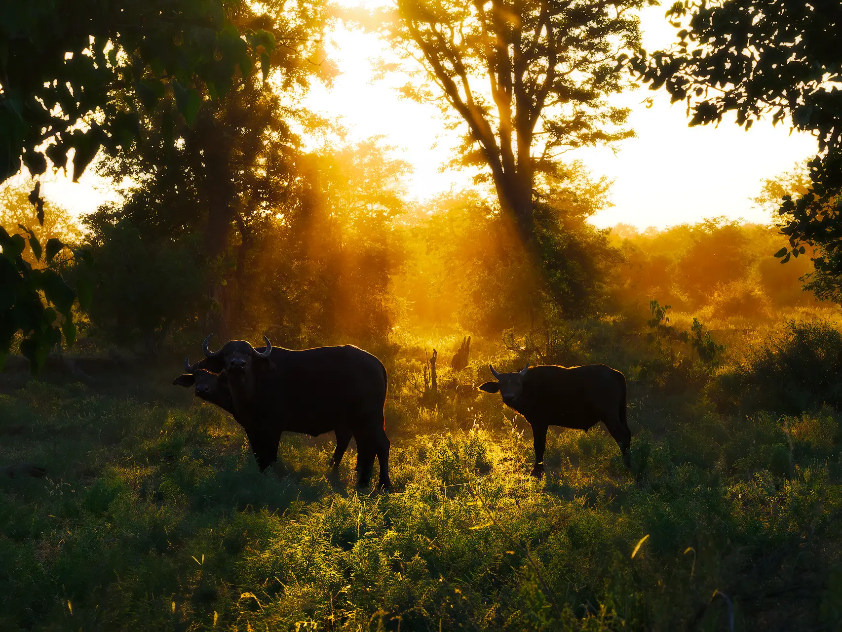 Afrikaanse buffels staan in warm tegenlicht tijdens zonsondergang in het Krugerpark, een sfeervol moment in wildlife fotografie.