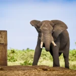 bul olifant bij drinkplaats krugerpark 1.webp