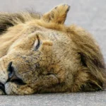 close up casper witte leeuw krugerpark 1.webp