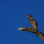 geelsnavelossenpikker zingt het hoogster lied.webp