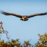 vechtarend met volledige vleugelspan.webp